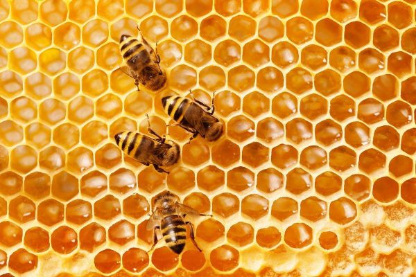 Cand gustul mierii te duce într-o călătorie senzorială